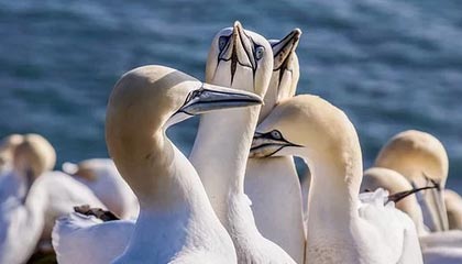 澳门新葡京：光影中的奢华与城市记忆